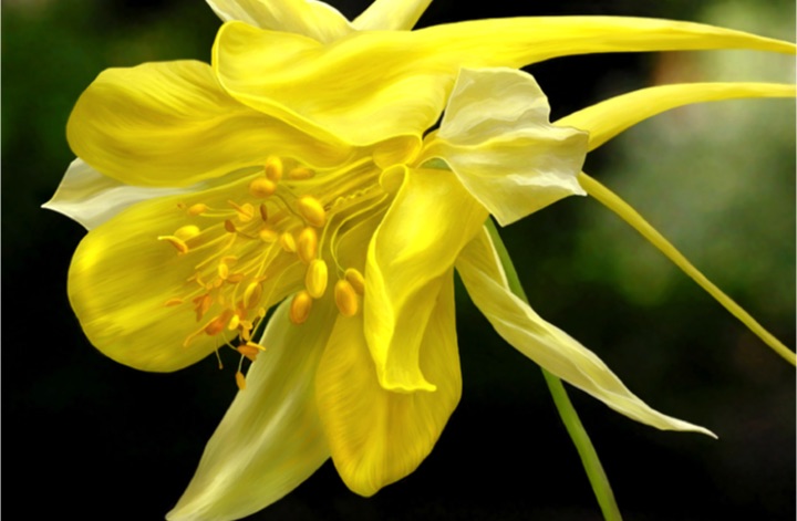 Golden Spur Columbine